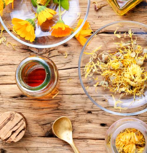 fresh-and-dried-calendula-flowers-K4U75PD(1) Natural Medicine